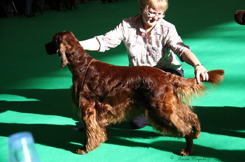 Crufts2011 085.jpg